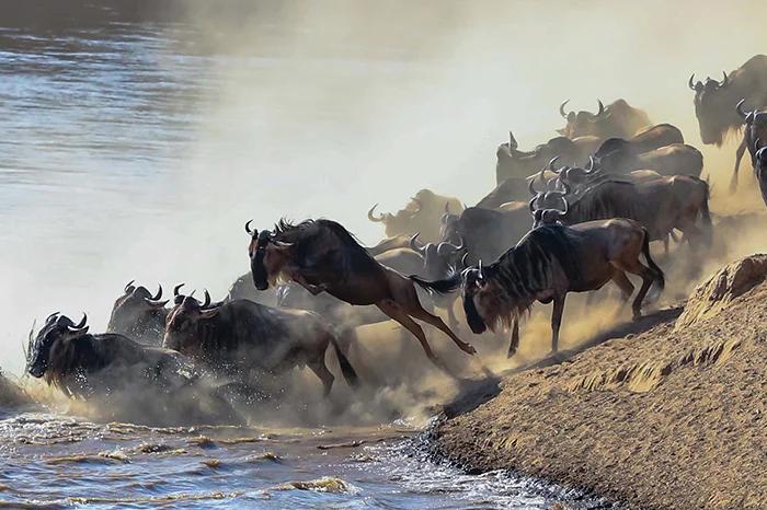 Choosing the Best Time for Kenya Safari ultimately depends on what kind of experience you are looking for, as each season offers distinct advantages.
