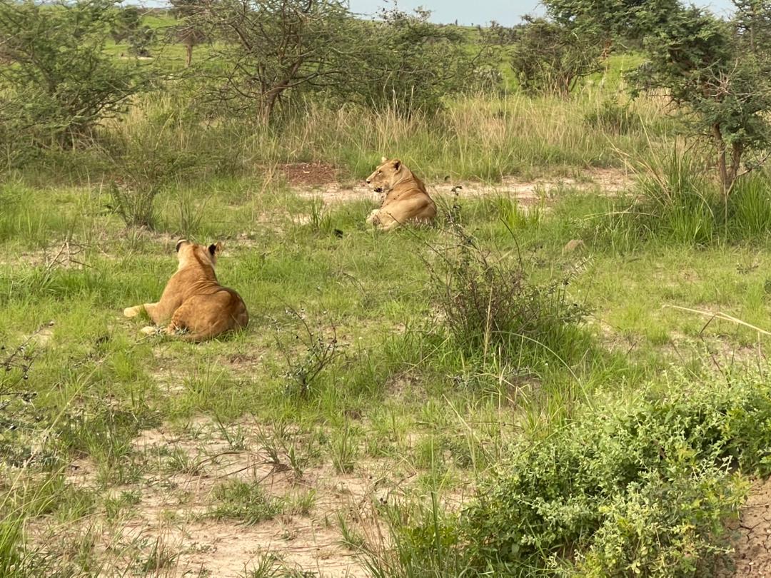 Lions in Murchision Falls National Park-Pieland Gorilla Safaris