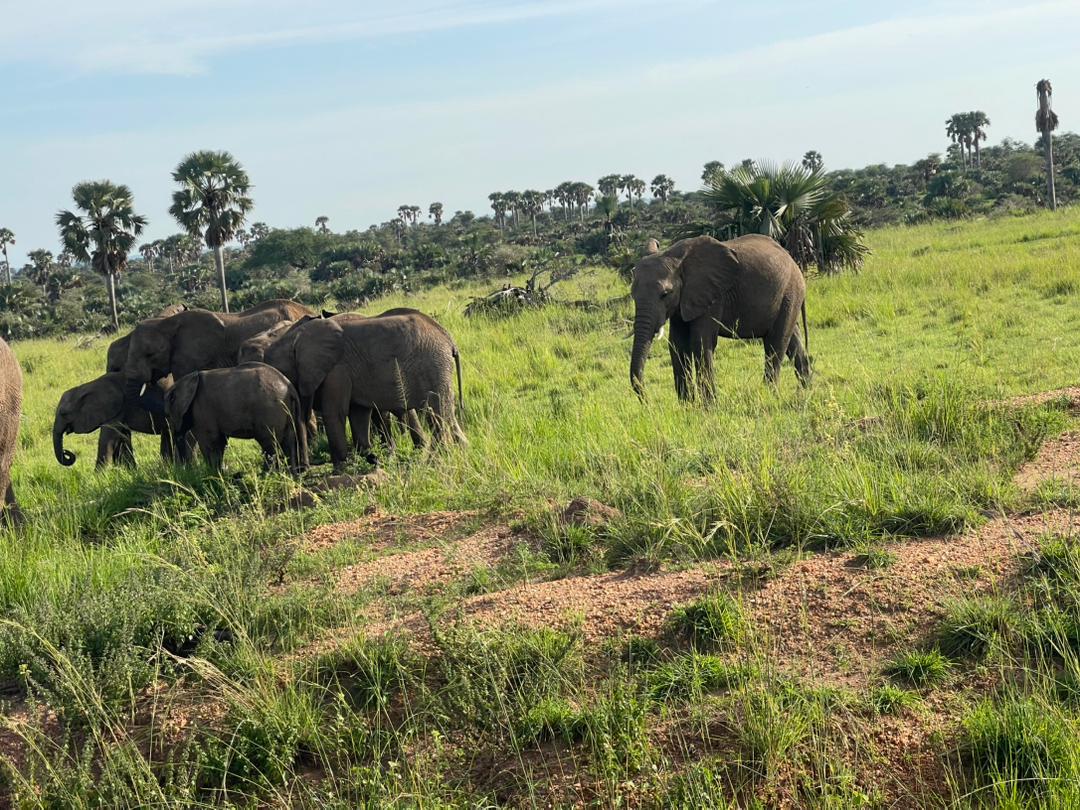 Game drive in Murchison Falls National Park during 12 Days Midrange Uganda Safari