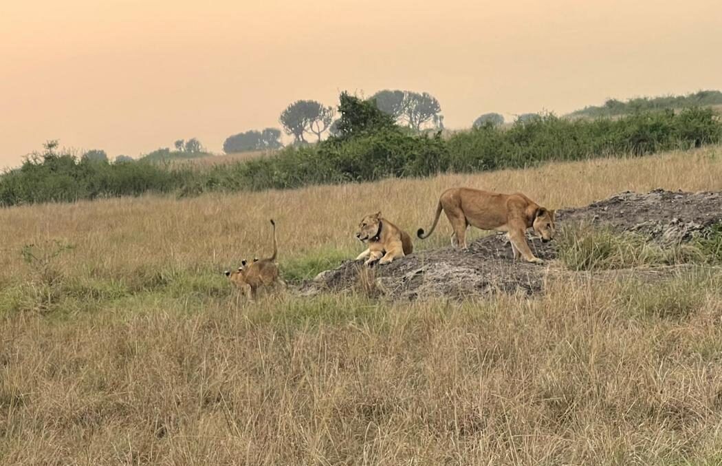 Lions in Queen Elizabeth National Park are a spectacular addition to a Congo–Uganda safari. Visitors can enjoy exciting game drives to spot the famous tree-climbing lions of the Ishasha sector alongside elephants, buffaloes, leopards, and antelopes. Combining this experience with the best Congo safaris creates a diverse and unforgettable East African adventure.