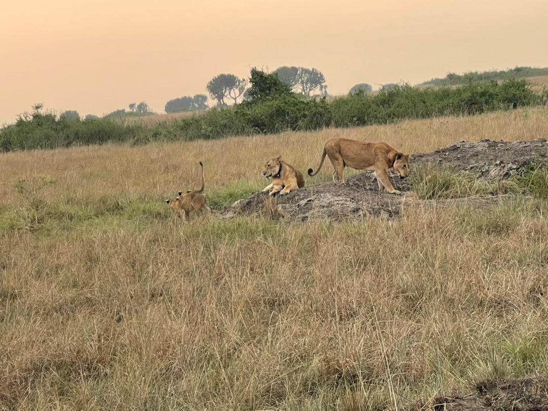 Game drive in Queen Elizabeth National Park-Pieland Gorilla Safaris