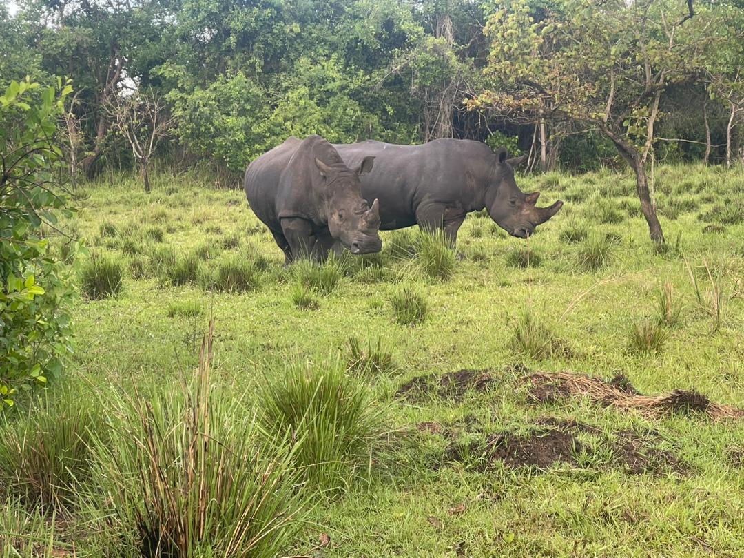 Rhino Tracking at Ziwa Rhino Sanctuary -Pieland Gorilla Safaris