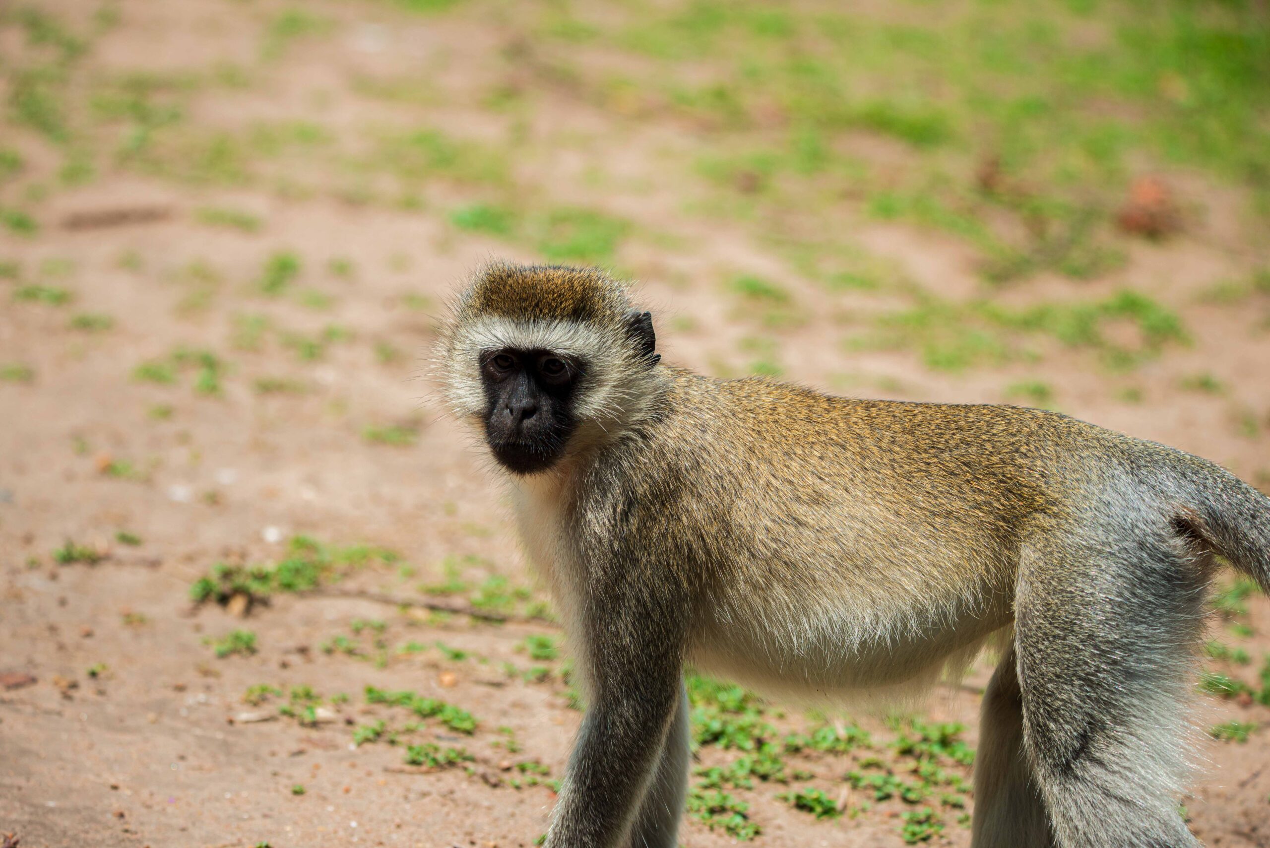 Meru National Park is one of Kenya’s most underrated safari destinations and a true hidden treasure Beyond Masai Mara, offering a sense of untouched wilderness that is increasingly rare.