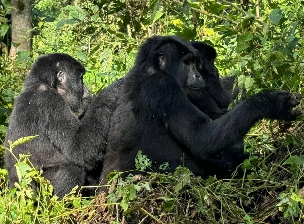 Day 2: Gorilla Trekking in Bwindi Impenetrable National Park + Batwa Cultural Experience After an early breakfast, transfer to the park briefing point where you will join other trekkers and receive important guidelines from Uganda Wildlife Authority rangers. Embark on your Gorilla Trekking adventure through the dense forest in search of one of the habituated gorilla families. The trek can take 3 to 5 hours, depending on the movement of the gorillas.