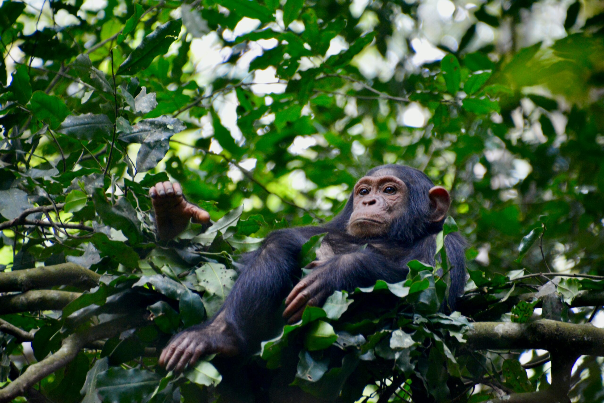 Detailed Itinerary – 3 Days Chimpanzee Tracking in Kibale Forest 
