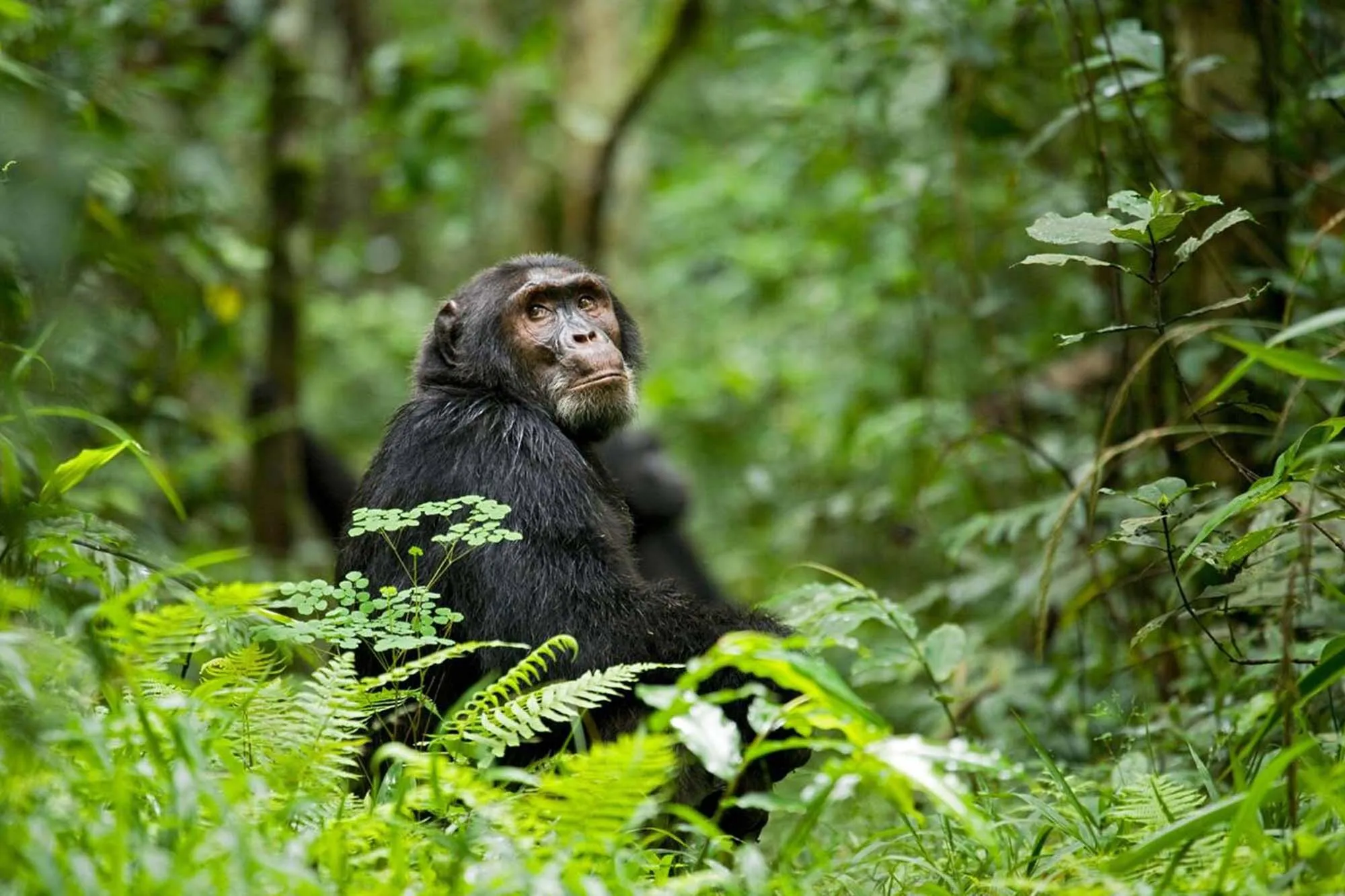 Best Budget 3 Days Chimpanzee Tracking in Kibale Forest (2026 Guide + Prices + Itinerary) 