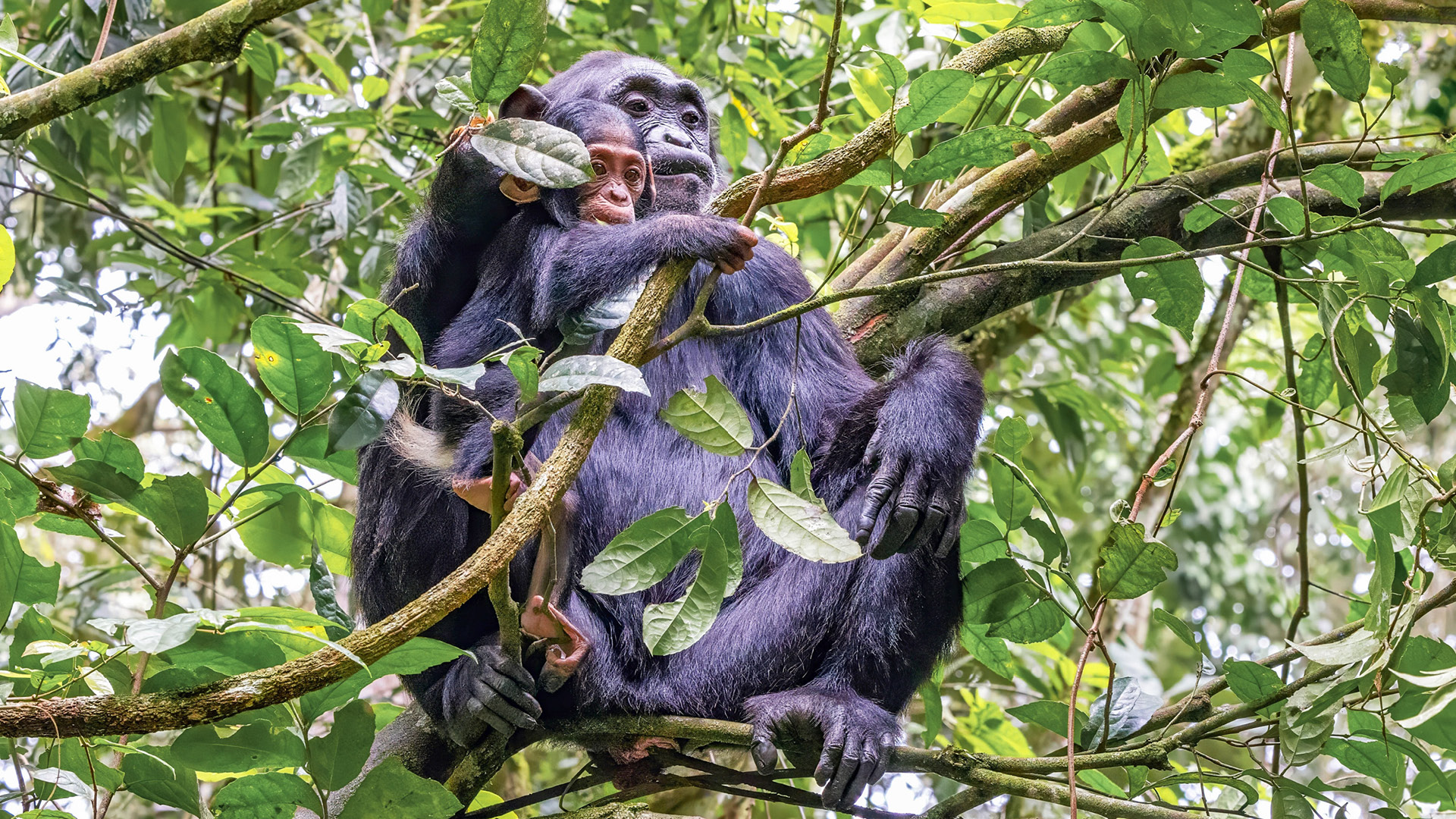 Detailed FAQs About Budget 3 Days Chimpanzee Tracking in Kibale Forest 