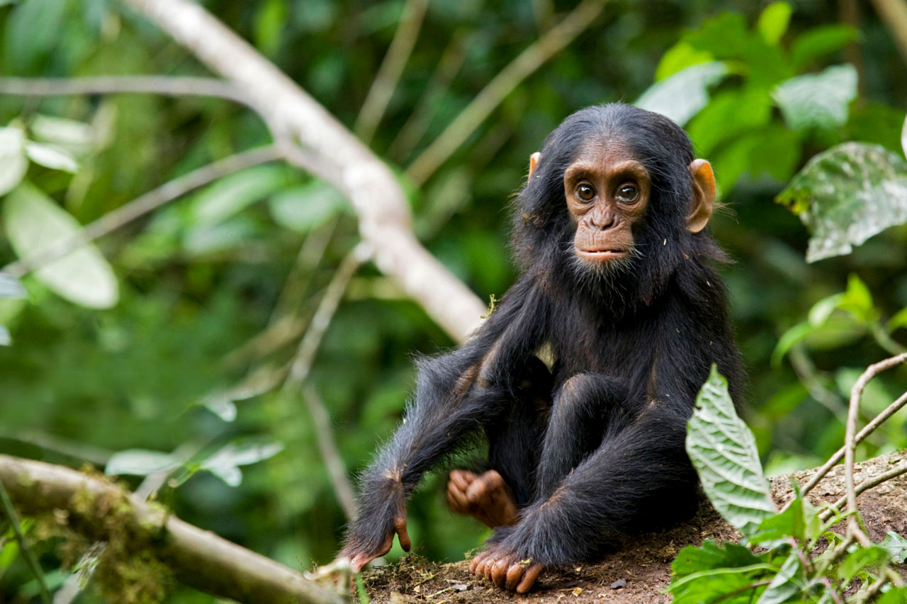 Why Choose Alternative Chimpanzee Tracking Destinations 