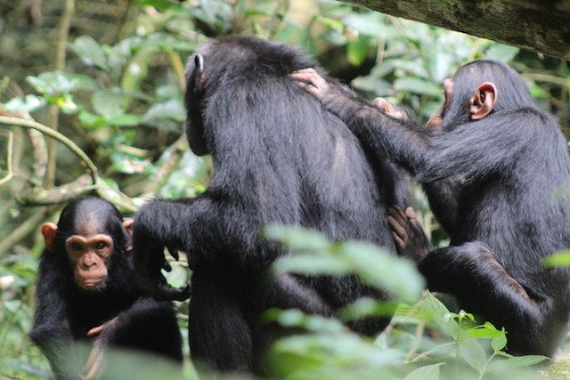 Chimpanzee trekking and Bigodi swamp walk
