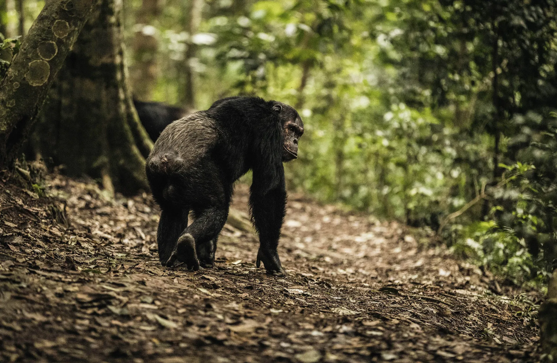 Chimpanzee Trekking & Transfer to Queen Elizabeth National Park 