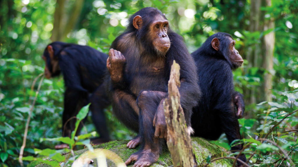 Chimpanzees in Nyungwe National Park.