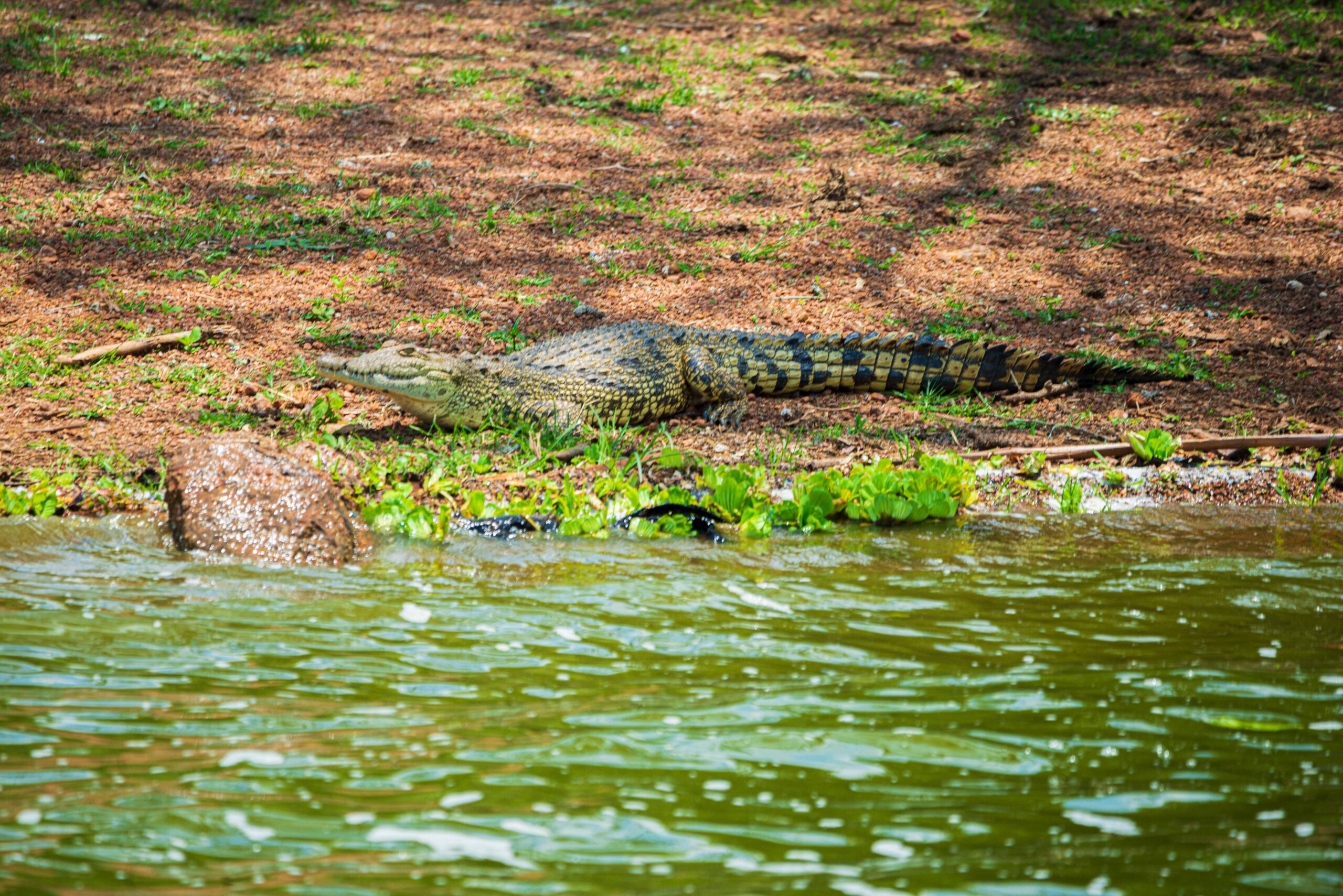 For first-time visitors, choosing the Best Country for Safari in Africa is about finding a destination that offers ease, reliability, and a well-rounded introduction to safari travel.