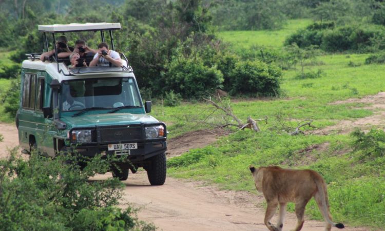 Morning game drive in Murchison Falls during the trip