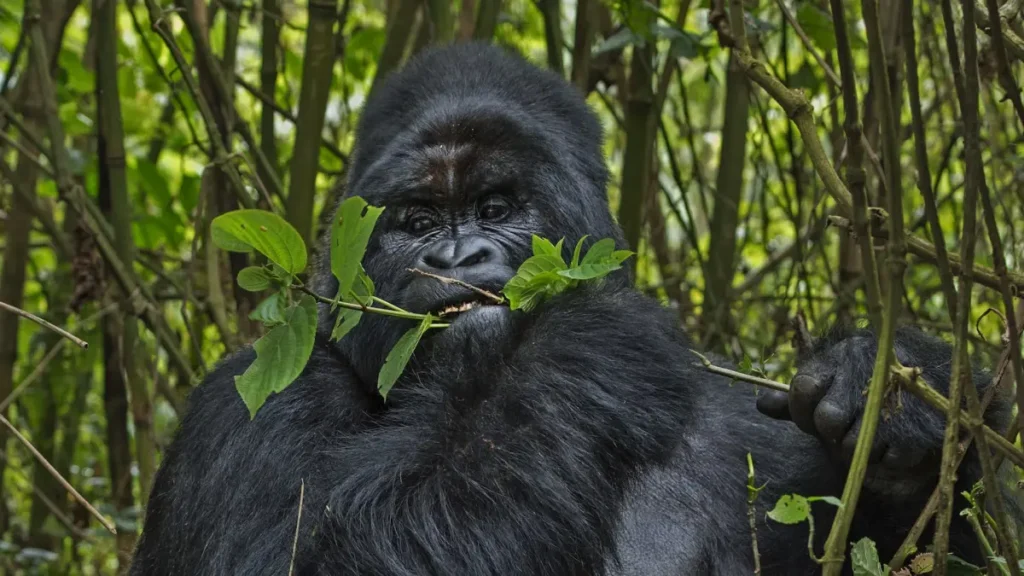 Gorilla in Bwindi Impenetrable National Park