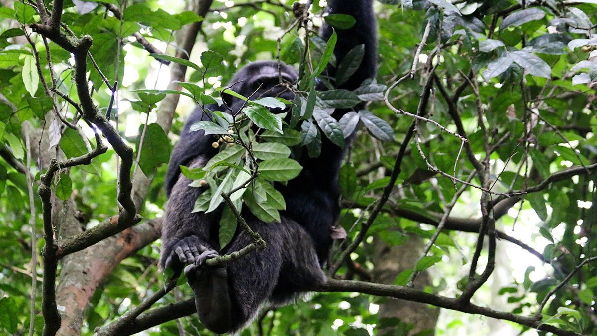 Are chimpanzee sightings guaranteed in Kibale Forest? 