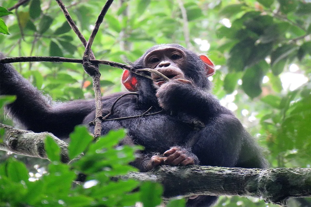 What to Expect During Kyambura Gorge Chimpanzee Trekking
