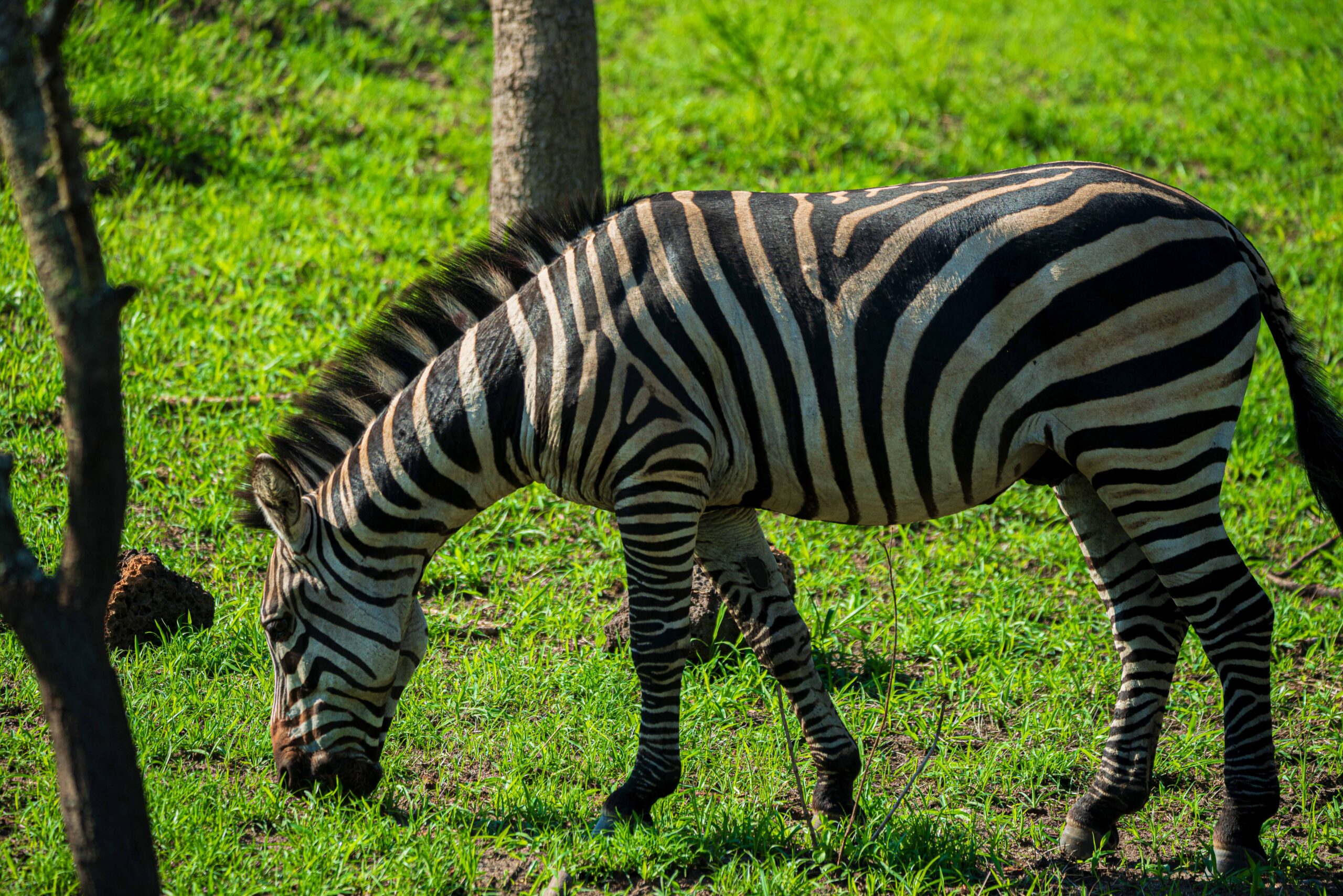 While many travelers confidently say yes to Are Safaris Worth the Price?, it is important to acknowledge that not every experience meets expectations. A safari can feel less valuable when key elements are not properly aligned.
