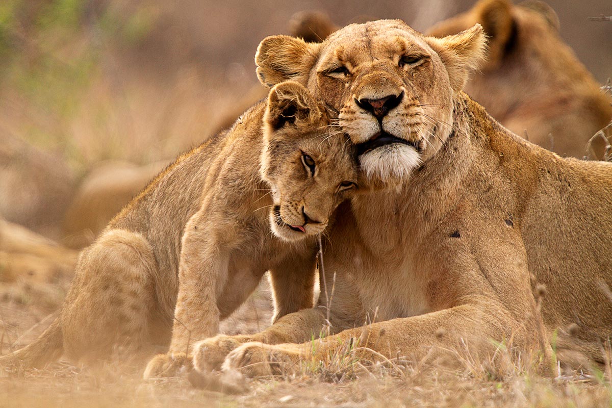 For travelers, understanding Why Lions Hunt More at Night can completely transform how a safari is planned and experienced. While daytime game drives offer incredible wildlife viewing, much of the real predator action happens after sunset.