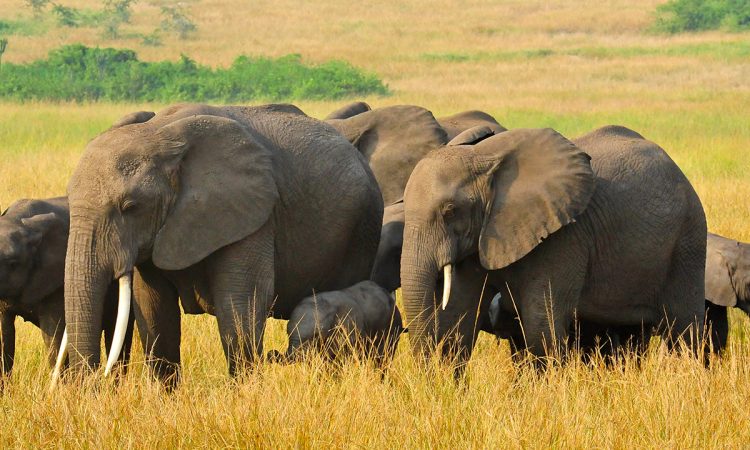 Elephants sighted in Queen Elizabeth National Park during game drive.