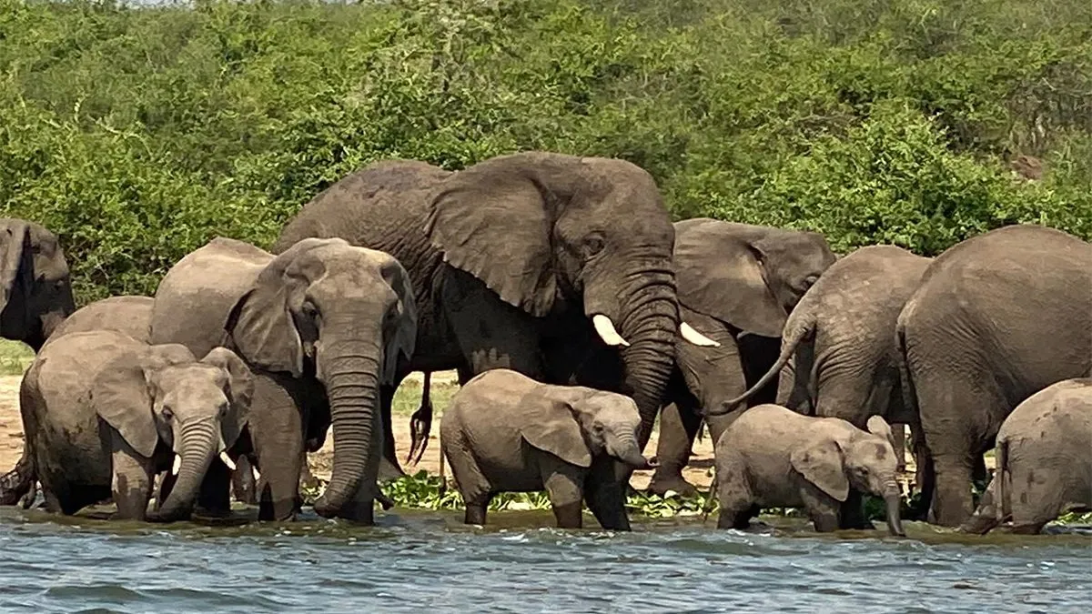 Game Drive & Kazinga Channel Boat Cruise
