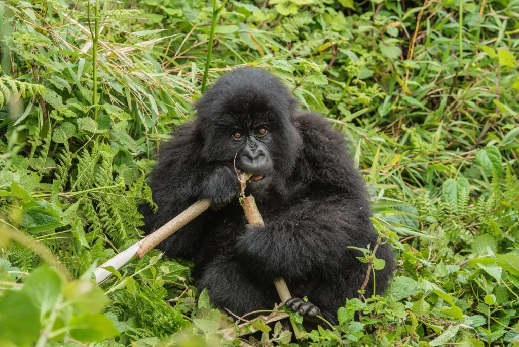 8 Days Uganda Primates and Wildlife Safari – Gorillas, Chimps & Big Game with Pieland Gorilla Safaris
