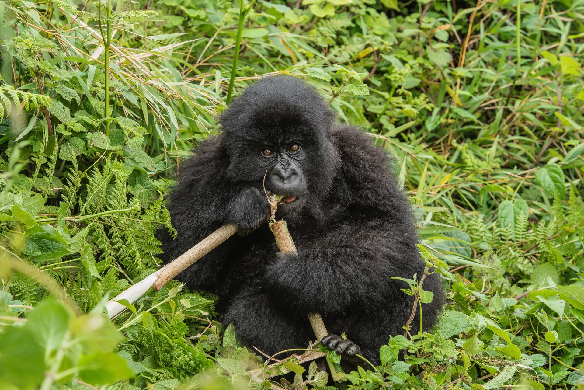 8 Days Uganda Primates and Wildlife Safari – Gorillas, Chimps & Big Game with Pieland Gorilla Safaris