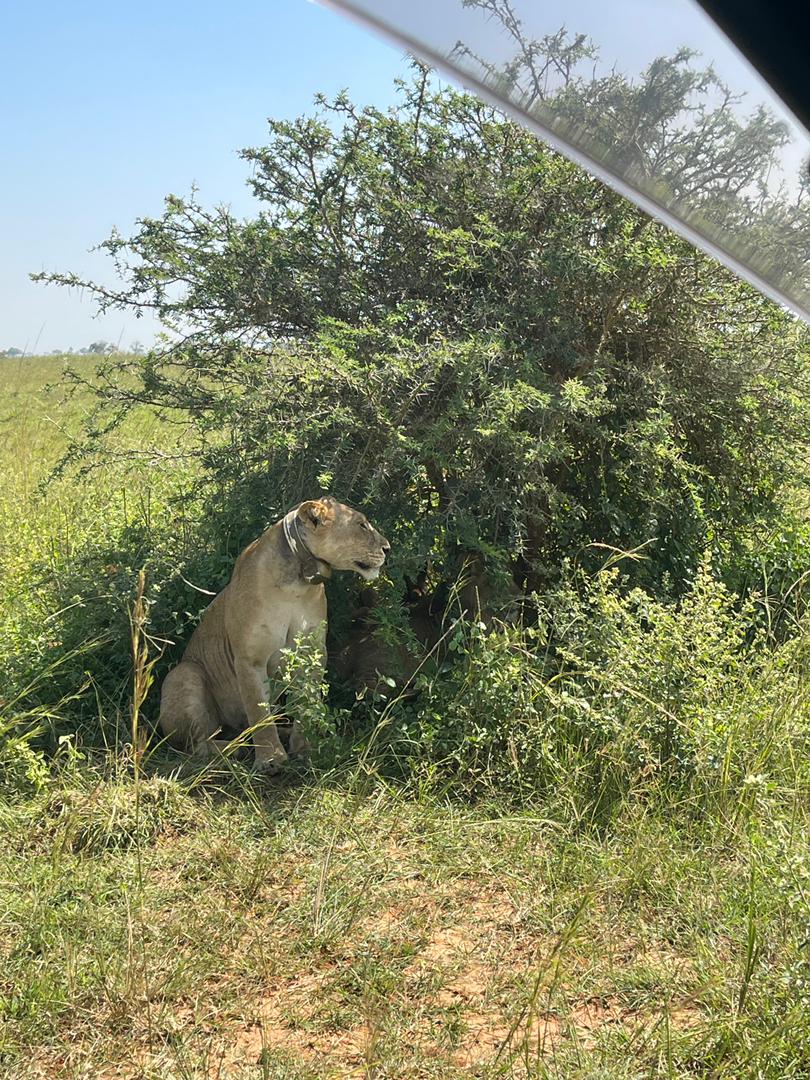 The concept of the Best Country for Safari in Africa is less about ranking destinations and more about identifying the right experience for your travel style.