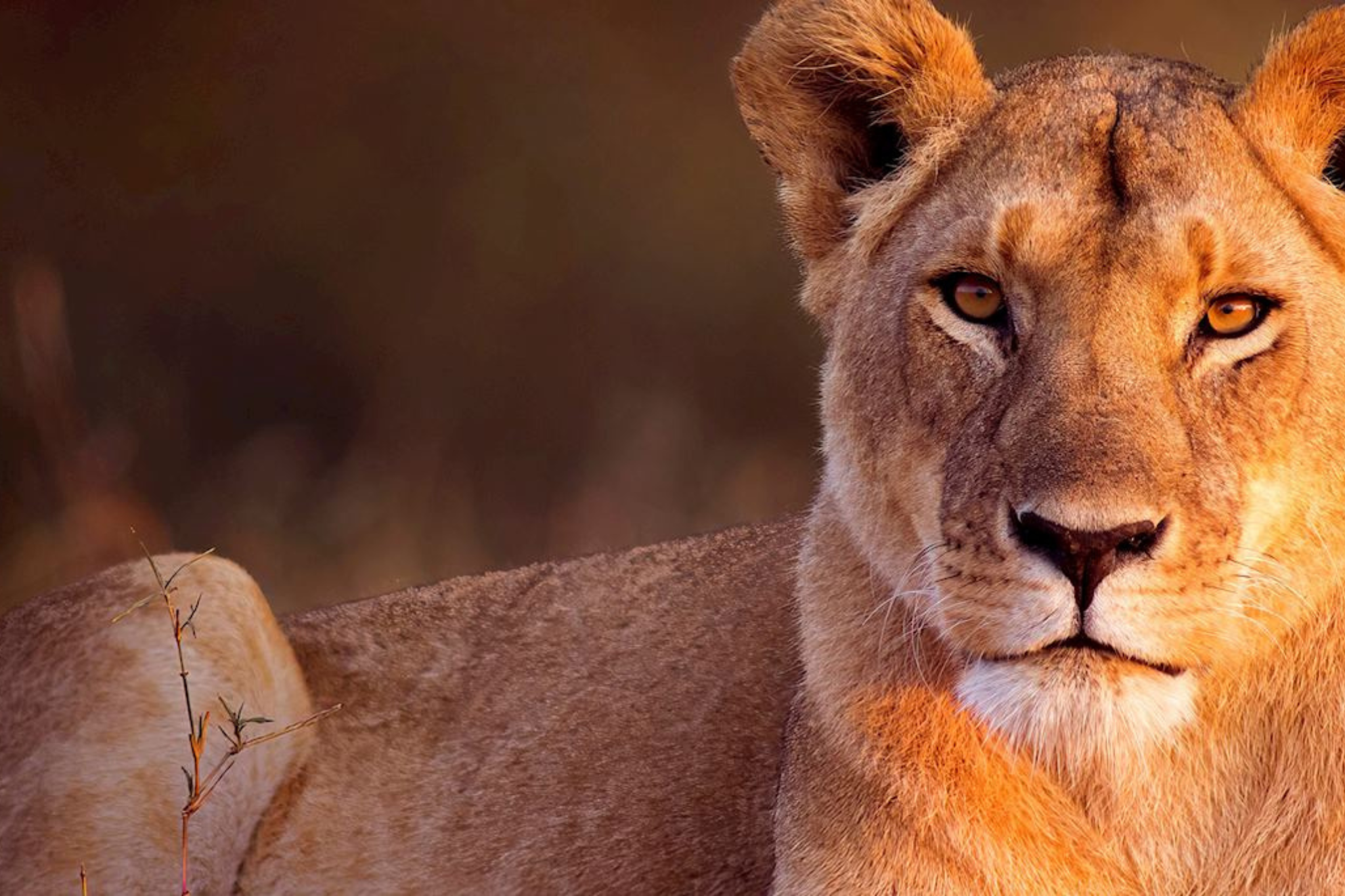 Wildlife viewing is at the core of every Kenya vs Tanzania Safari, and both countries rank among the best places on earth to experience animals in their