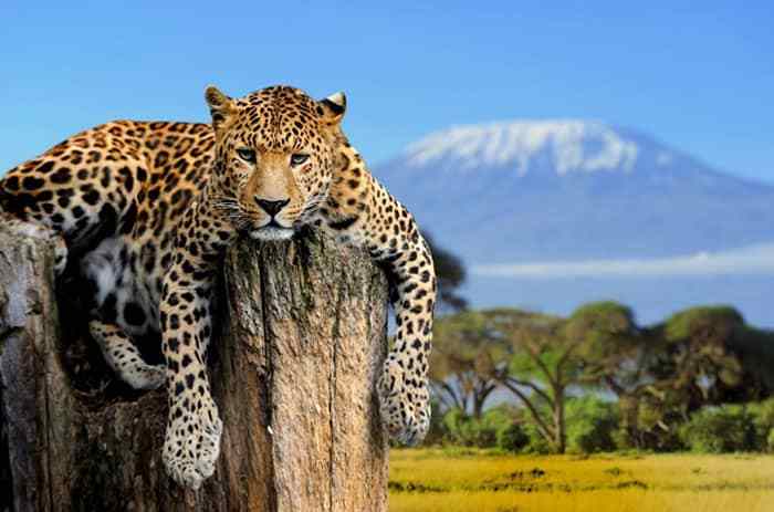 he landscapes experienced during a Kenya vs Tanzania Safari are among the most iconic in the world, yet each country offers a unique visual identity that shapes the overall safari experience.