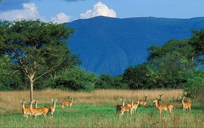 Semuliki National Park is one of Uganda’s most diverse protected areas, located in the Albertine Rift Valley near the border with the Democratic Republic of the Congo. Covering about 220 square kilometers, the park features lowland tropical rainforest, hot springs, rivers, and rich biodiversity. It is home to over 440 bird species, including many found nowhere else in East Africa, making it a paradise for birdwatchers. Visitors can enjoy nature walks, wildlife viewing, cultural encounters with the local Batwa community, and visits to the famous Sempaya Hot Springs. Semuliki offers a unique blend of rainforest adventure, wildlife, and cultural heritage.
