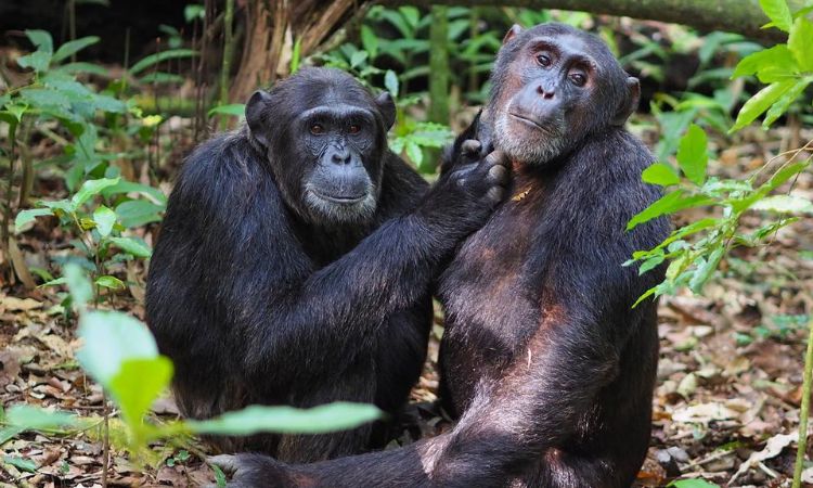 Chimpanzee Trekking in Kibale Forest National Park- Pieland Gorilla Safaris