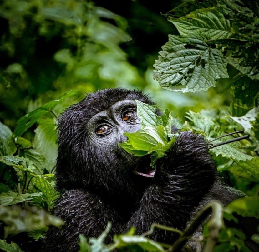 6 Days Gorilla Chimpanzee and Wildlife Adventure