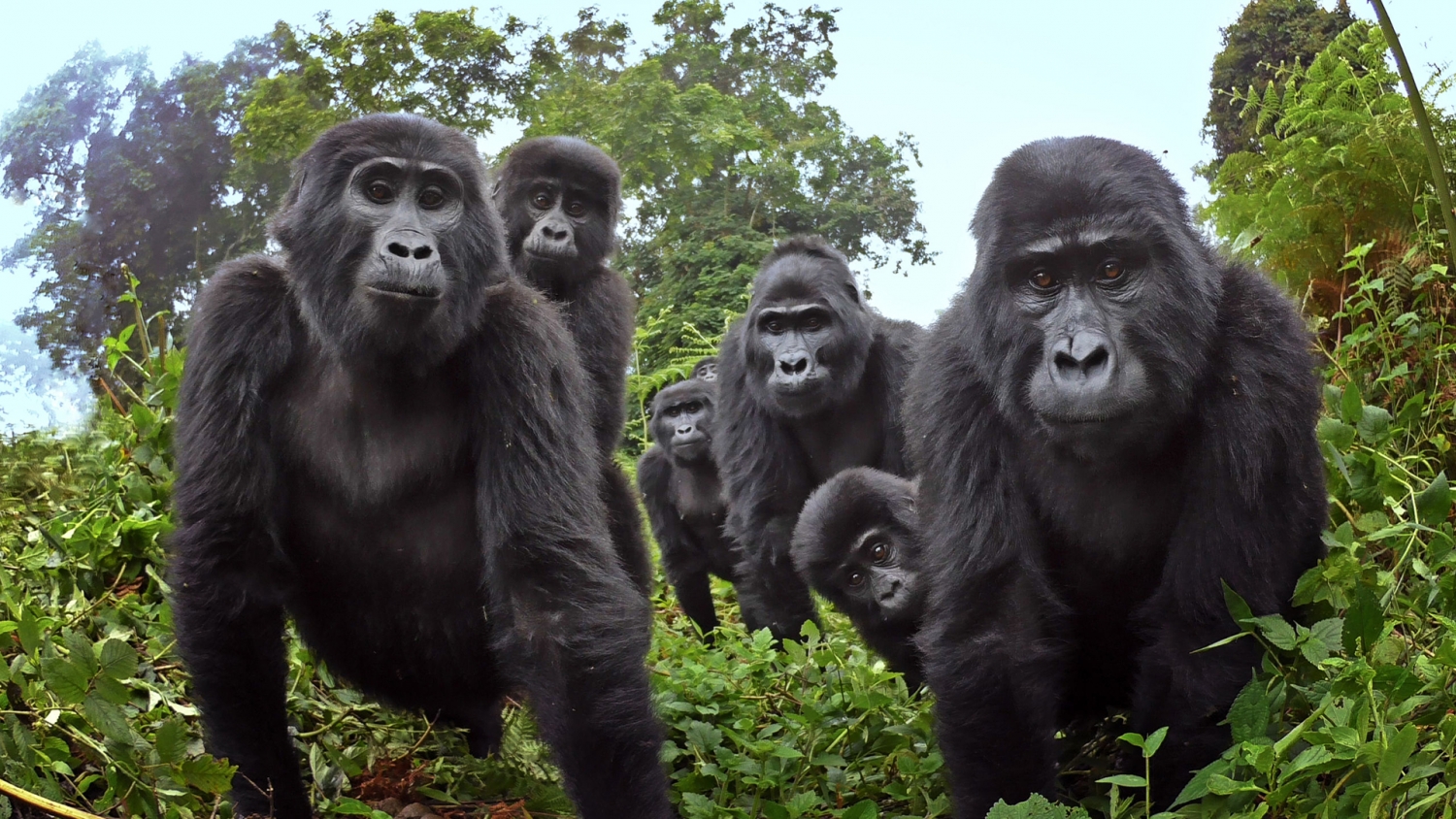 Compare Our Best Gorilla Trekking Deals in Uganda & Rwanda