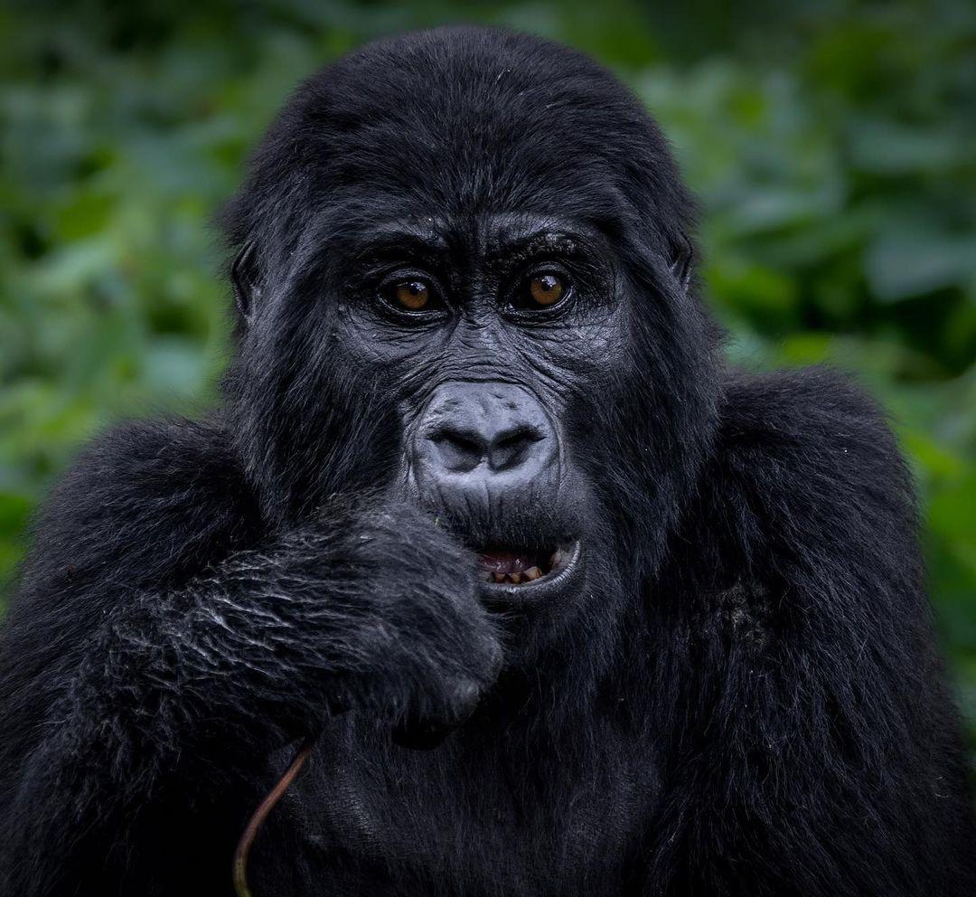 5 Days Gorillas and Wildlife Safari in Uganda