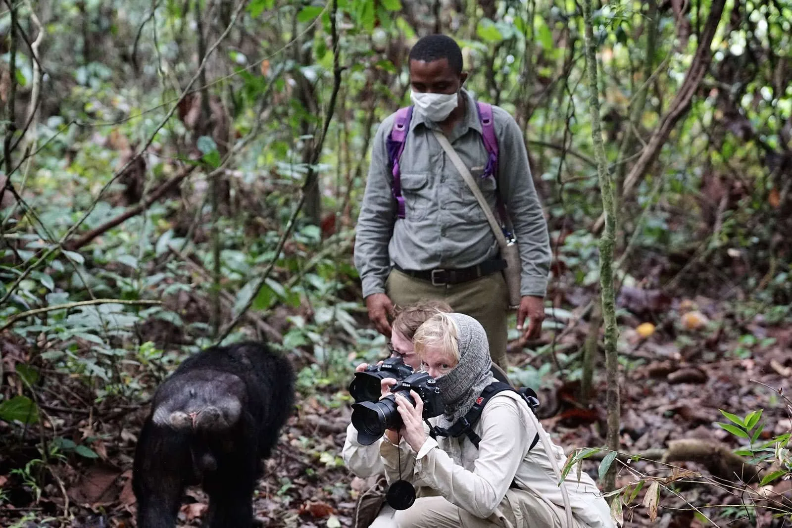 Tourists photographing chimpanzees in Kibale National Park, Uganda.