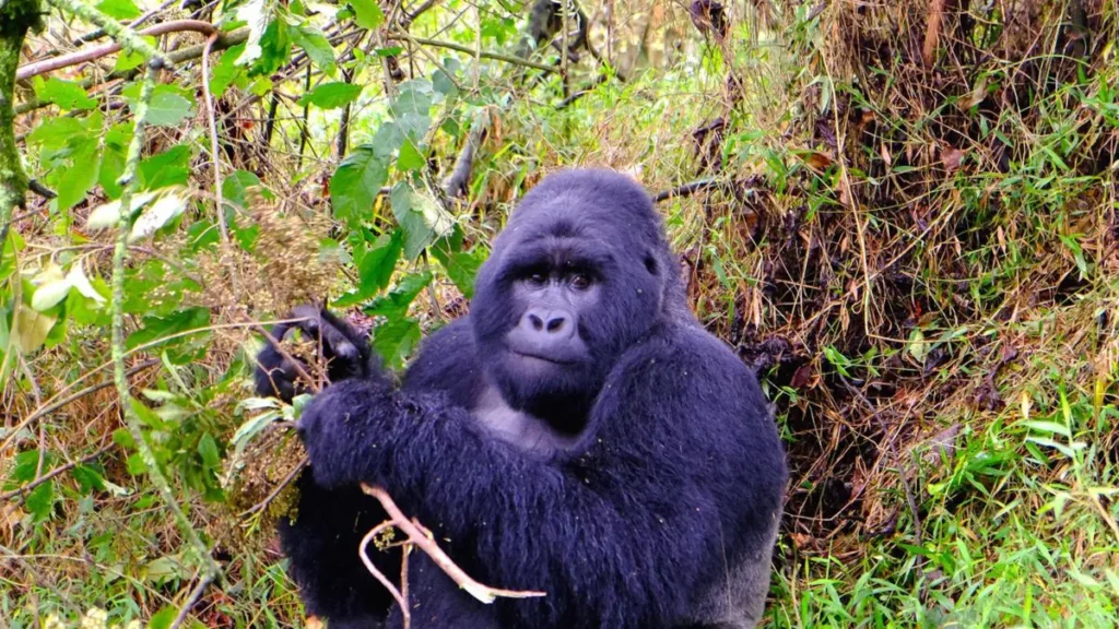 During the gorilla trekking safaris in Uganda , you encounter majestic giants in their natural habitats.