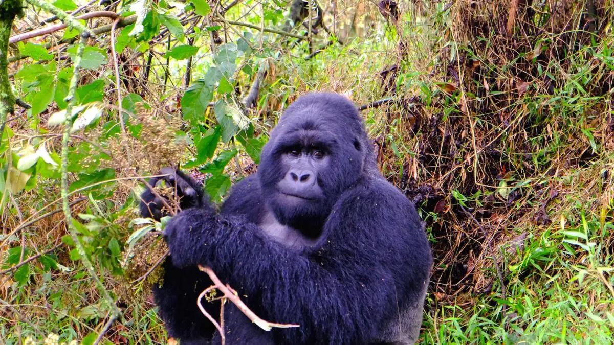 During the gorilla trekking safaris in Uganda 2027-2030, there are high chances of seeing gorillas in their natural habitats both in Mgahinga National Park and Bwindi Impenetrable National Park.