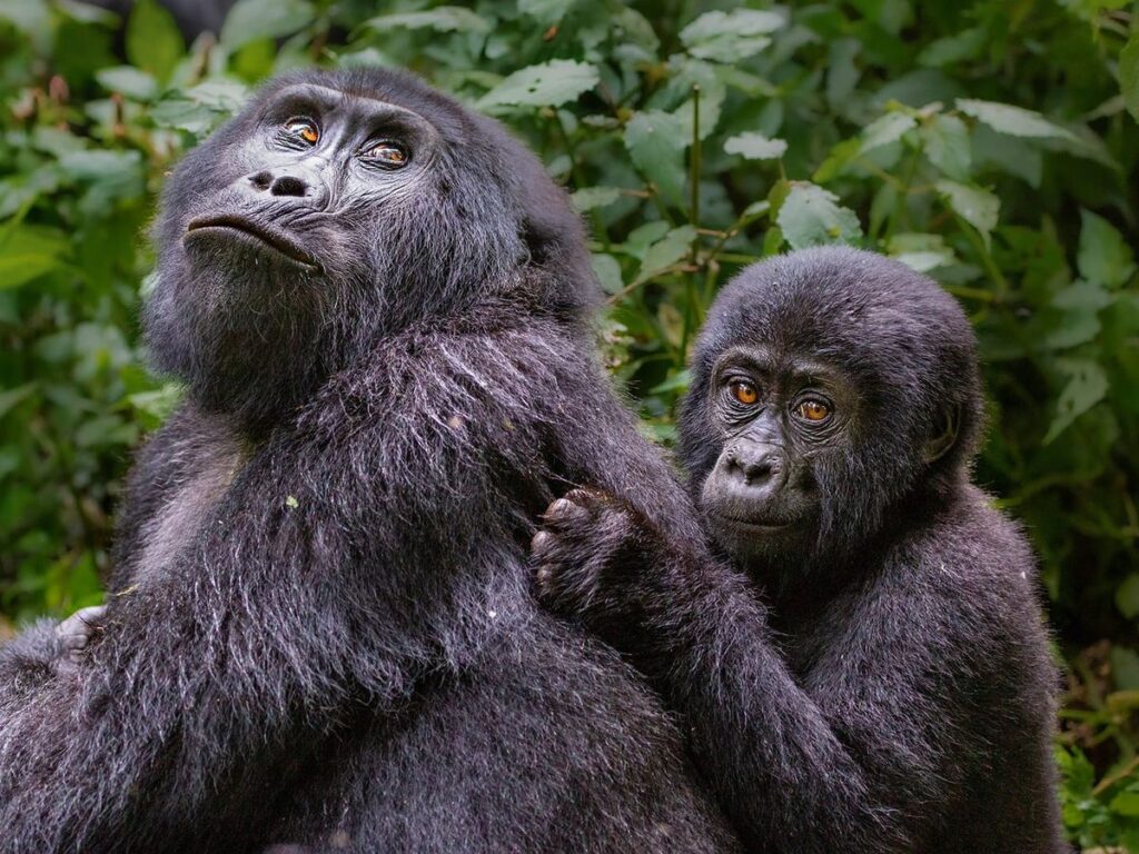 Gorilla trekking in Bwindi Impenetrable National Park is one of the most powerful wildlife experiences in Africa, and with Pieland Gorilla Safaris, it becomes truly seamless and unforgettable. Guided by experienced rangers and expert safari guides, you journey deep into the dense rainforest in search of a habituated gorilla family. The trek can be challenging, but every step is rewarded the moment you come face to face with these gentle giants. Spending an hour observing their behavior, interactions, and natural environment creates a deep emotional connection. Pieland Gorilla Safaris ensures comfort, proper planning, and a well-organized experience from start to finish.