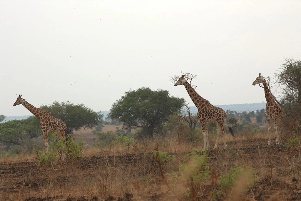 best-time-to-go-for-a-game-drive-in-uganda