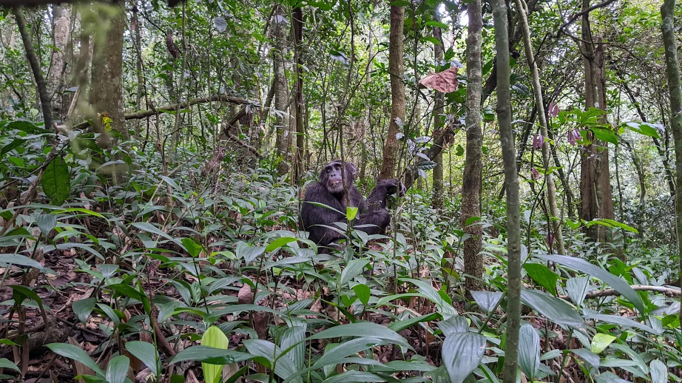 7 Days Gorilla, Chimpanzee Trekking & Big Five Safari in Uganda 