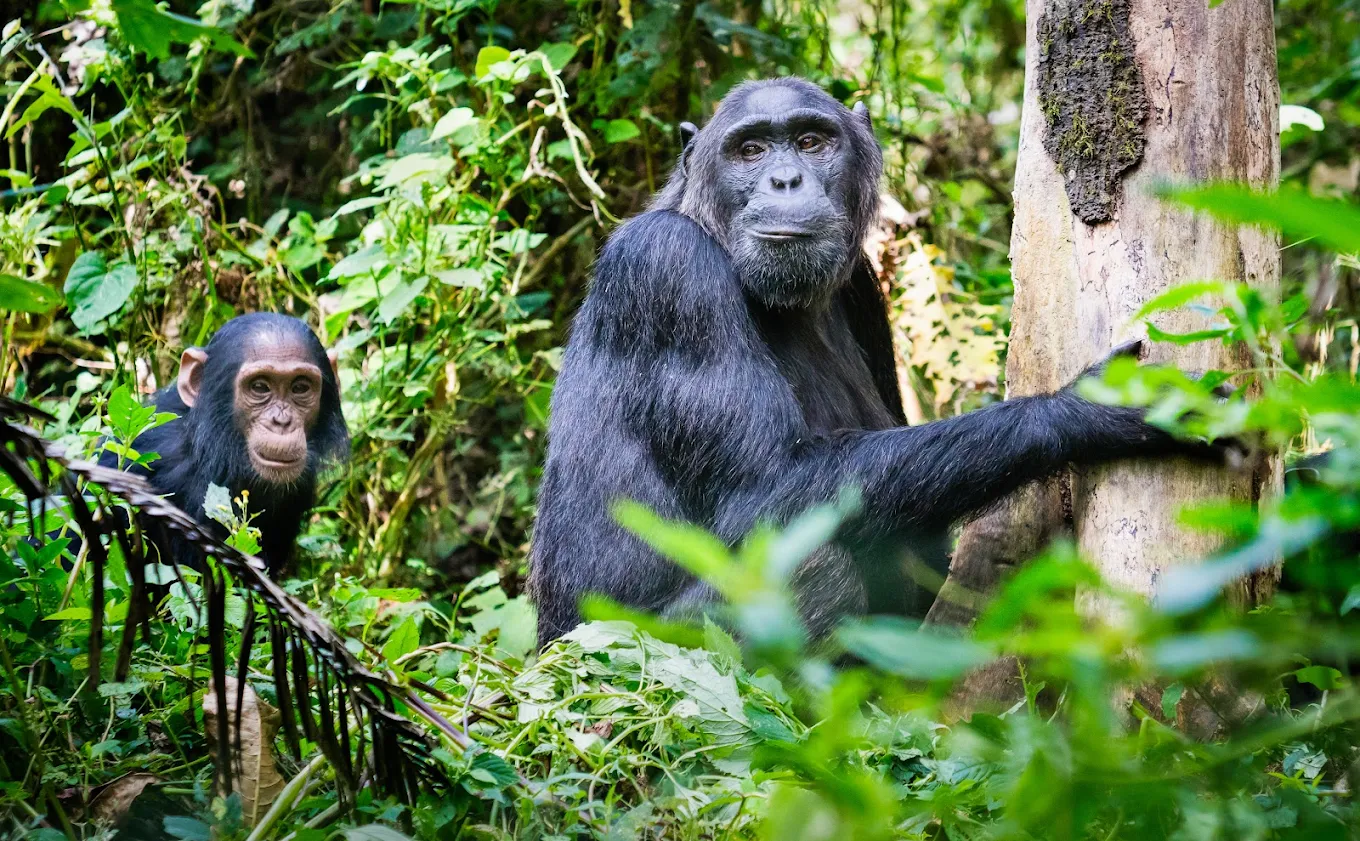 Chimpanzee Tracking in Uganda

