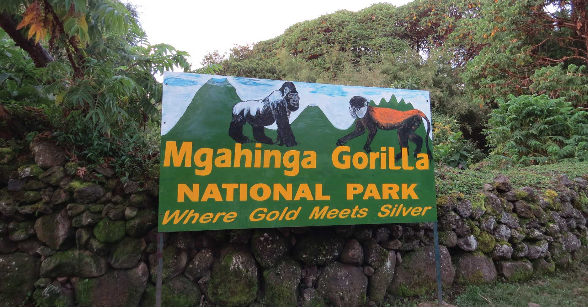 Mgahinga Gorilla National Park is Uganda’s smallest national park and one of the finest destinations for mountain gorilla experience. Nestled within the spectacular Virunga Volcanoes, the park features volcanic peaks, bamboo forests, and rich montane habitats that support mountain gorillas, golden monkeys, and diverse birdlife. It is widely regarded as one of the best national parks for gorilla trekking safaris in Uganda 2027-2030, thanks to its well-managed conservation efforts, limited visitor numbers, and intimate trekking experiences. Visitors also enjoy volcano hiking, Batwa cultural encounters, and breathtaking scenery, making Mgahinga an outstanding choice for unforgettable wildlife adventures in Uganda.