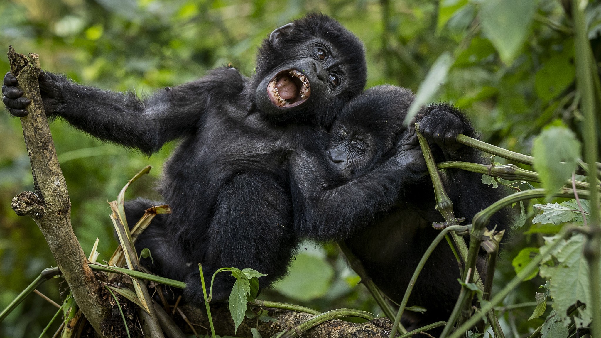 Gorilla trekking in Bwindi impenetrable national park