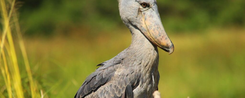 best-time-to-go-for-birding-safaris-in-uganda