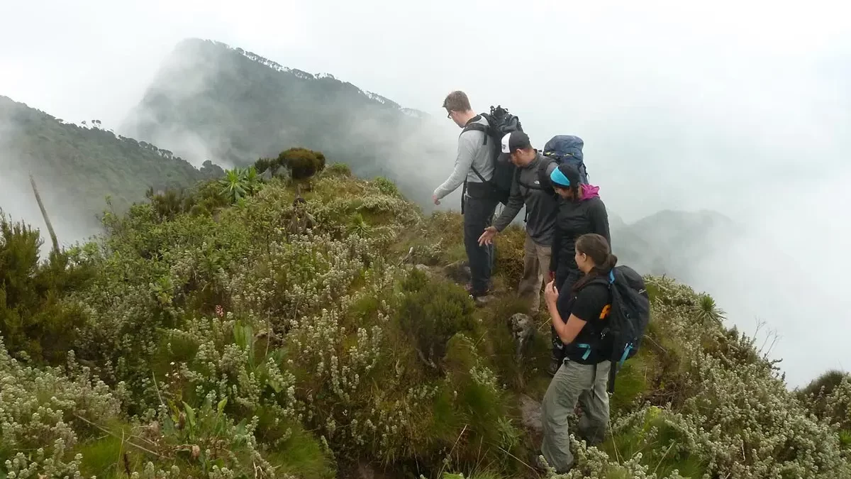 Tourists enjoying their gorilla trekking in Mgahinga Gorilla National Park and their trip started from Rwanda with Pieland Gorilla Safaris.