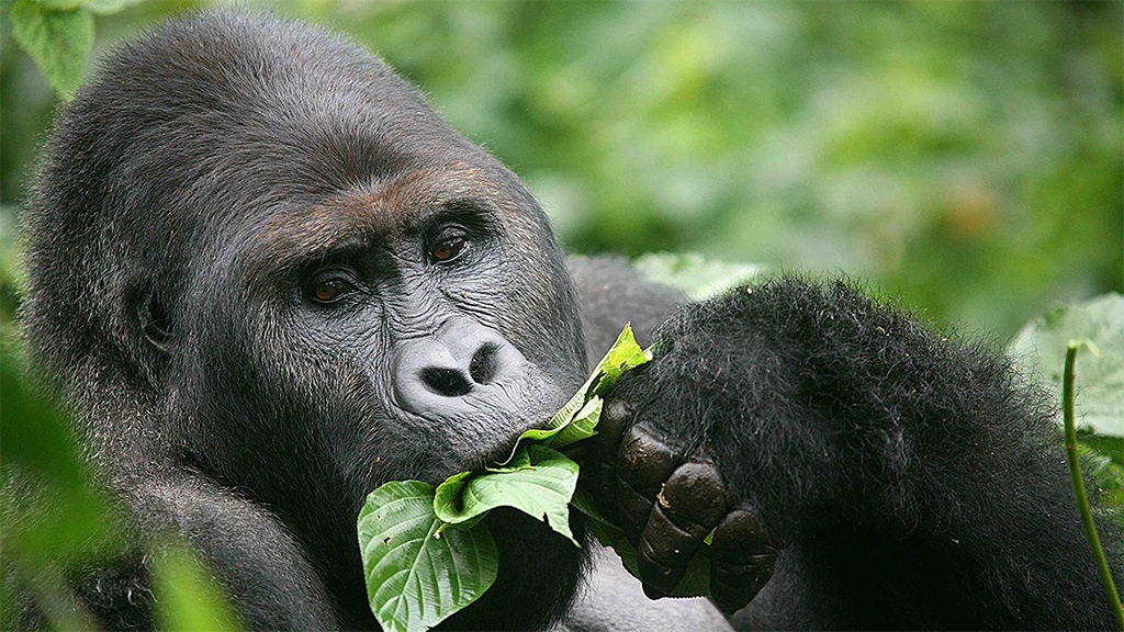 gorilla-trekking-in-mgahinga-vs-bwindi-national-park