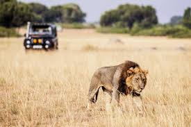 best-safaris-for-children-in-uganda
