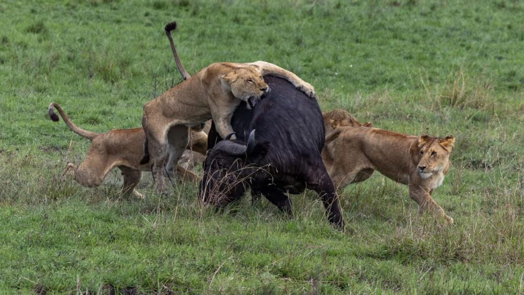kenya-tanzania-group-joining-safari