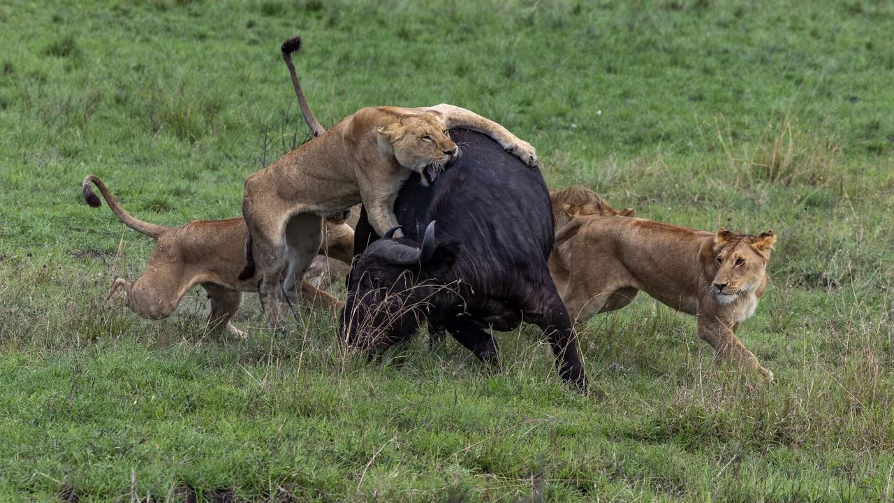 kenya-tanzania-group-joining-safari