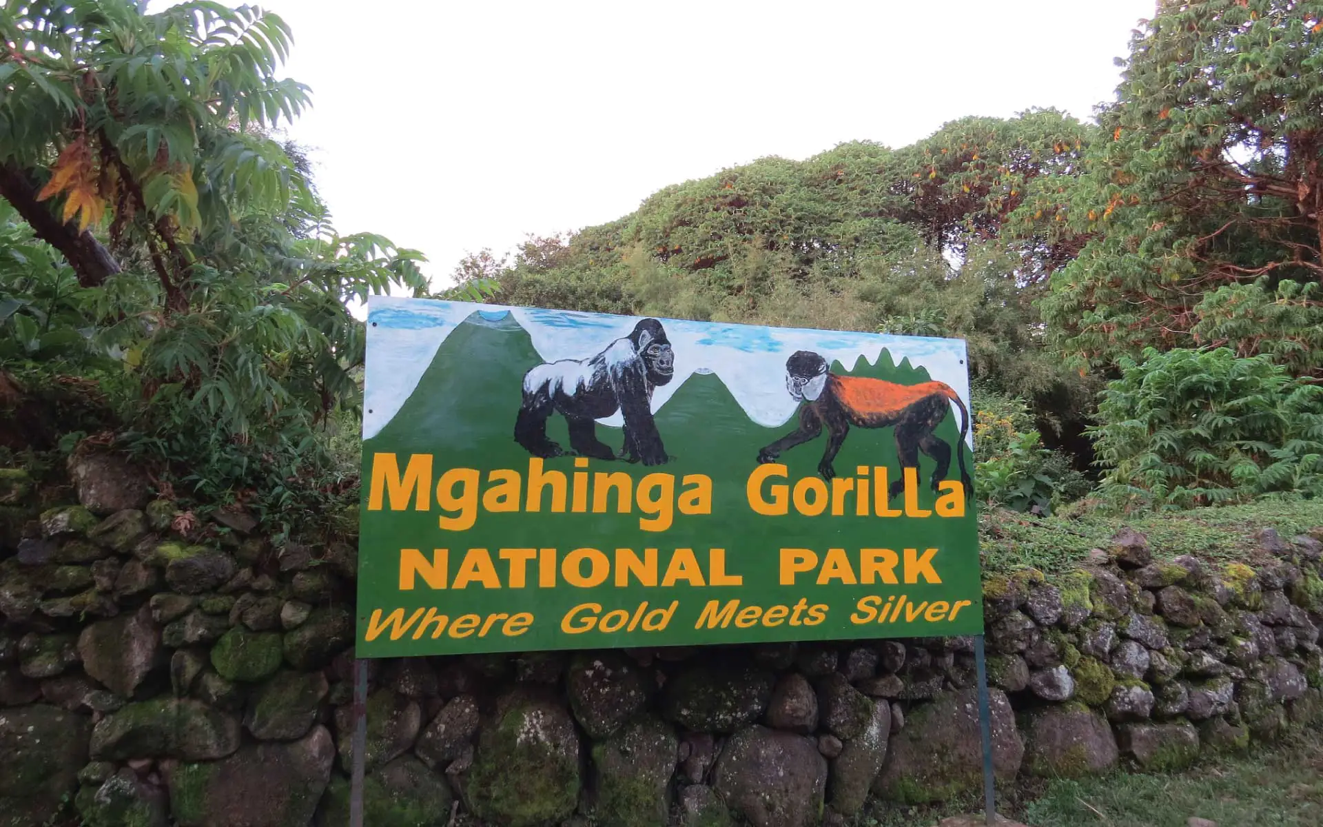 Cross to Uganda – Golden Monkey Tracking in Mgahinga Gorilla National Park
